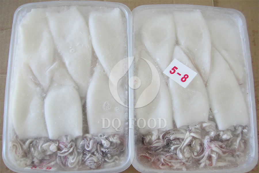 Loligo-Squid-TT