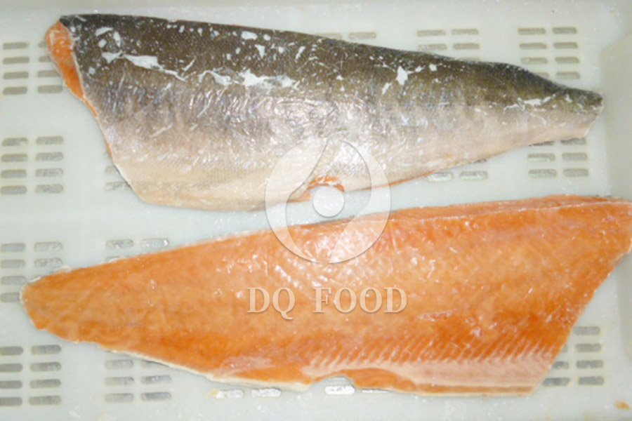 Chum-Salmon--2