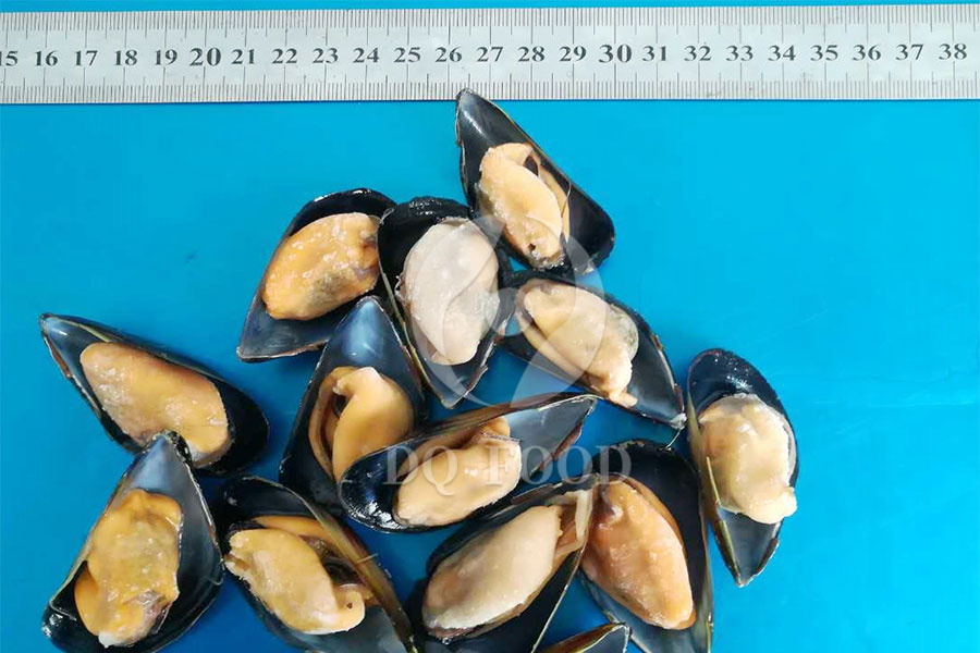 Mussel