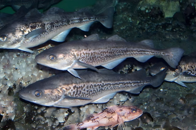 1769074960824766.jpg 正文.jpg