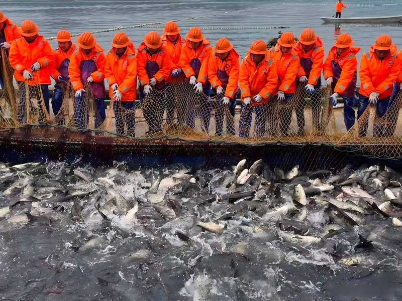 This year, Russia's total aquatic catch exceeded 220,000 tons, with pollock acco