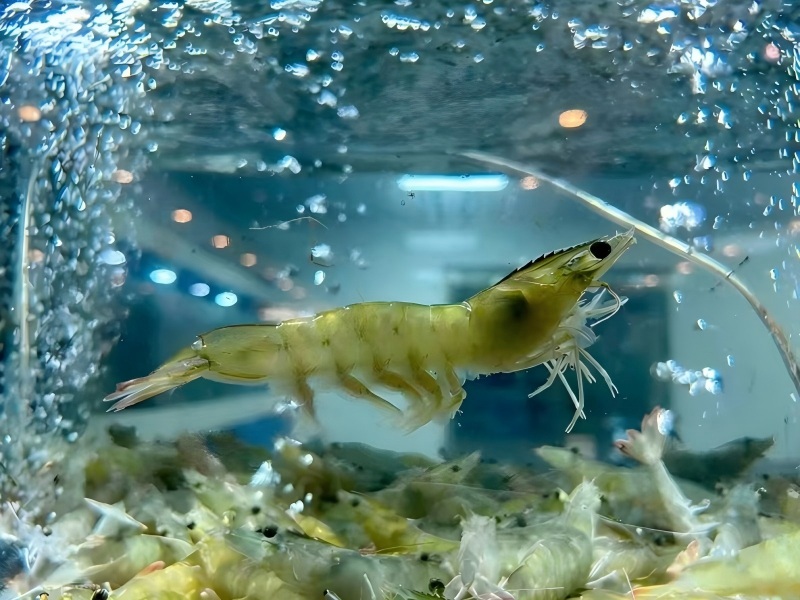 Over 4,000 tons! In June, the rejection rate of imported white shrimp from South