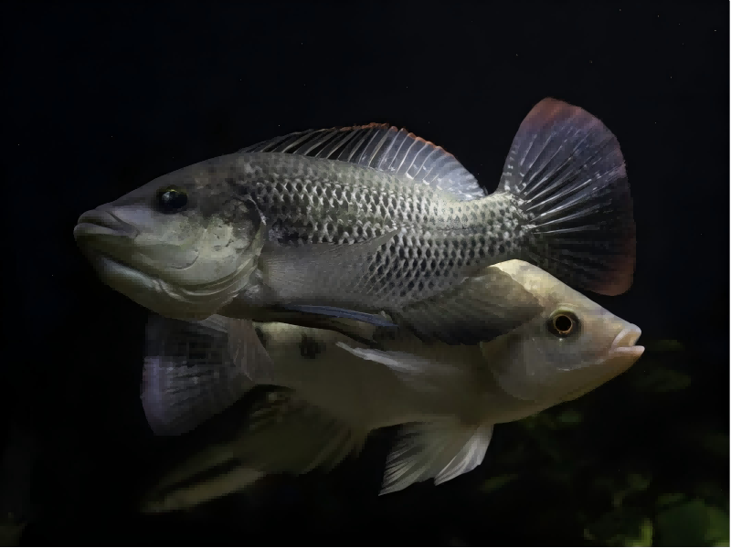 In the 30th week of 2026, tilapia raw materials tightened, and US imports droppe