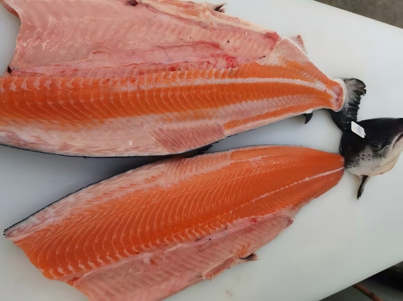 Ningbo Nodike's salmon farming cost has dropped by 24%, and its production capac