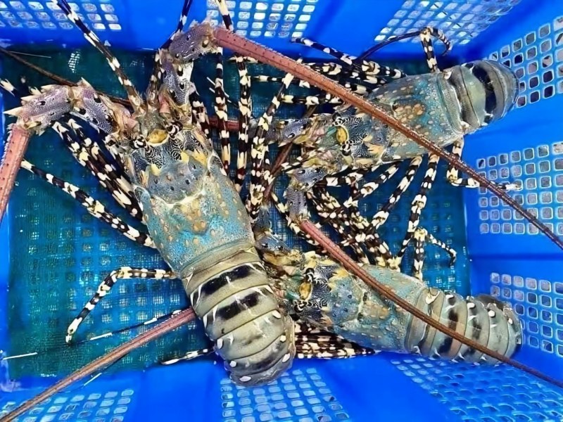 There is a shortage of 70 million Vietnamese lobsters, and the smuggling chain i