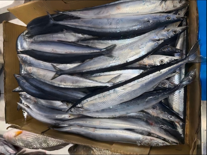 The catch of Japanese mackerel has slightly recovered, but high prices still sup