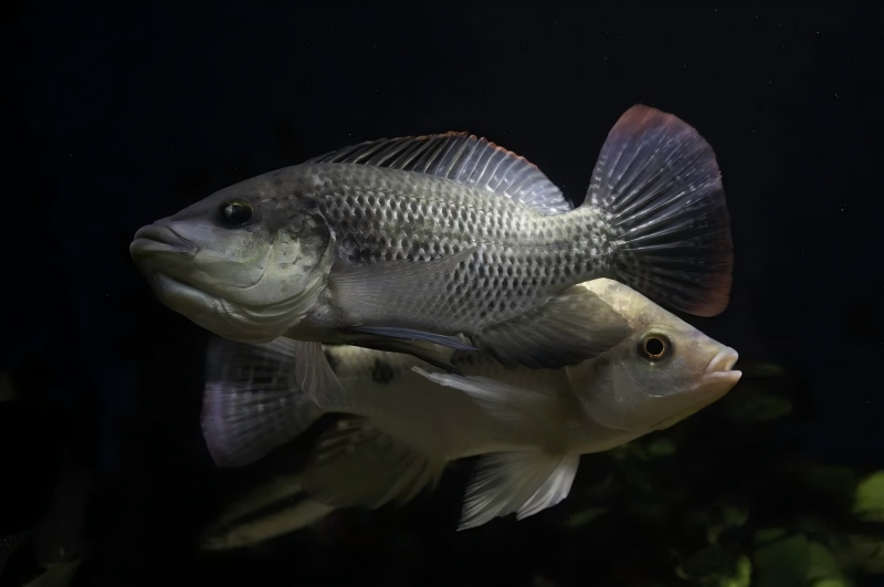 The price of tilapia in China continues to rise, but the 500-800 grams of raw ma